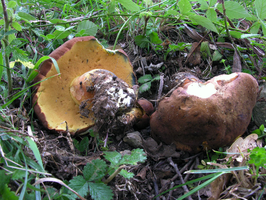 Boletus fragrans